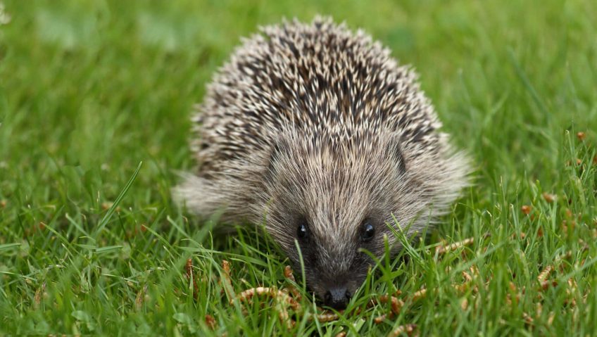 Le hérisson en 13 histoires piquantes - La Salamandre