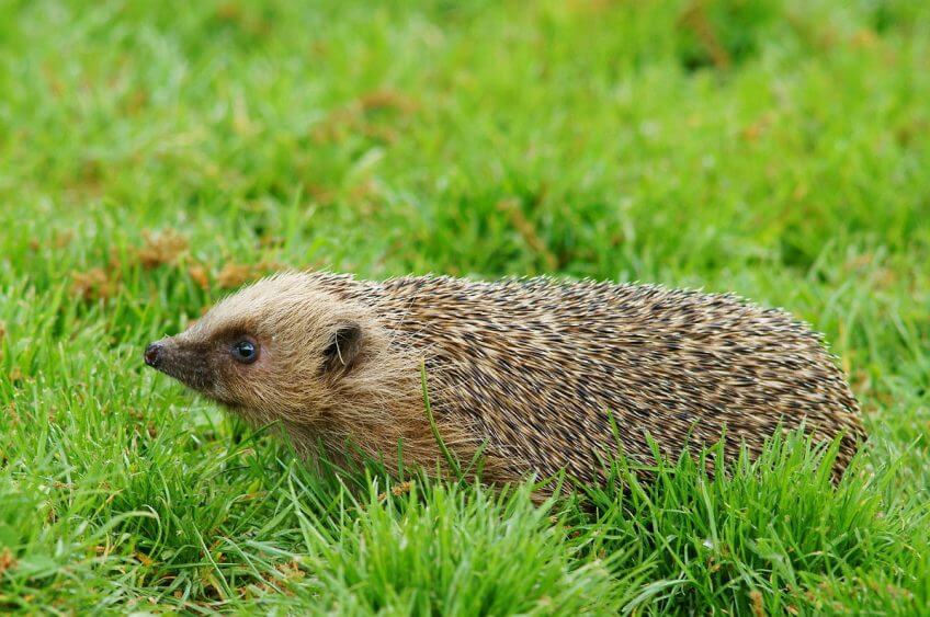 Le hérisson en 13 histoires piquantes - La Salamandre