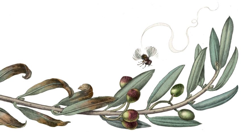 Qui s'en prend à l'olivier, arbre de paix ? - La Salamandre dessin