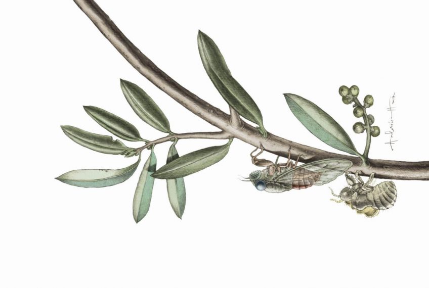 La diva et le vieil arbre, ou la cigale et l'olivier - La Salamandre dessin ambroise héritier