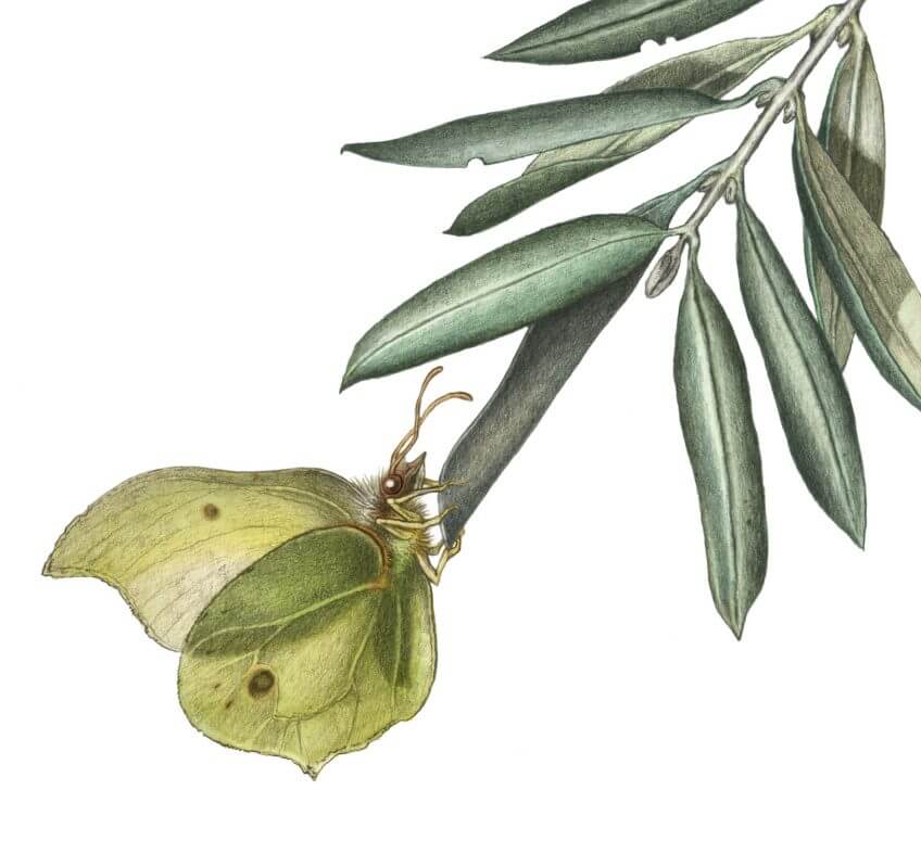 Le papillon citron La diva et le vieil arbre, ou la cigale et l'olivier - La Salamandre dessin ambroise héritier papillon