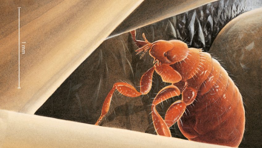 Le hérisson, un vrai sac à puces - La Salamandre