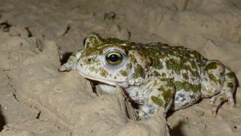Le crapaud calamite a besoin de plans d'eau temporaires et peu profonds pour sa reproduction.