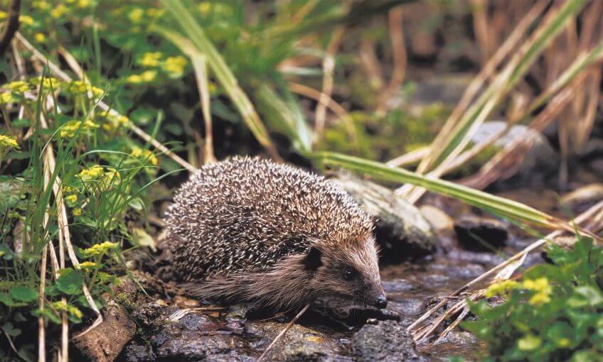 Le hérisson mène une vie dangereuse face aux poisons et aux voitures. A nous de l'aider ! Dossier complet sur le hérisson - La Salamandre