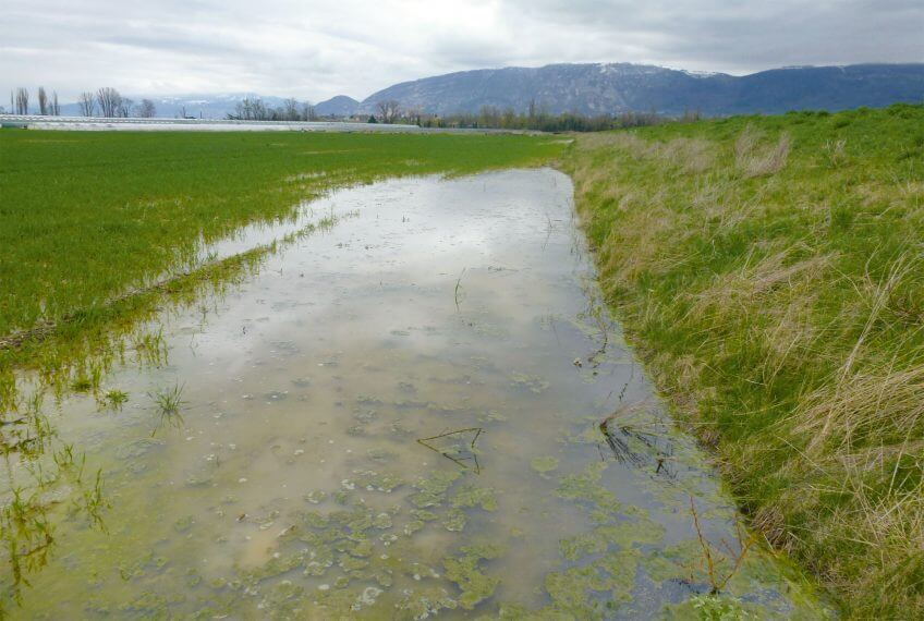 Le long du canal de Lully (GE) Des gouilles pour sauver le crapaud calamite - La Salamandre canal lully