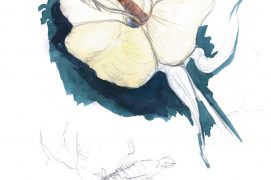 Le perce-oreille se régale des grains de pollen de l'onagre. / © Maeva Arnold