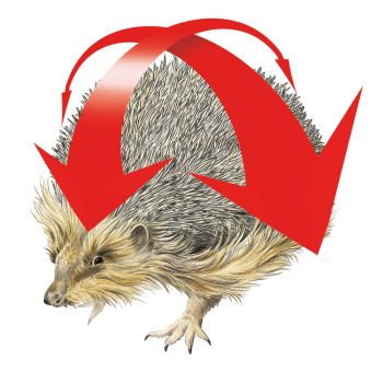 Le puissant muscle orbiculaire fait tout le tour des flancs du hérisson. Coup de boule de hérisson - La Salamandre