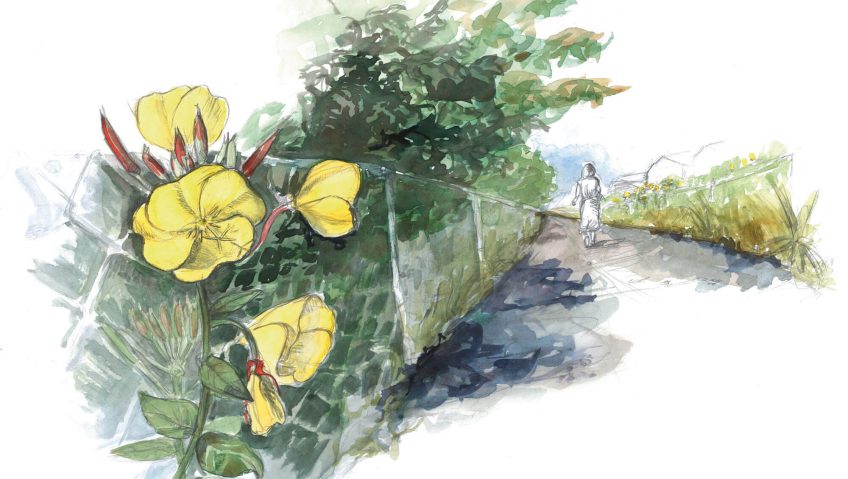 Rencard avec la belle de nuit, l'onagre - La Salamandre dessin