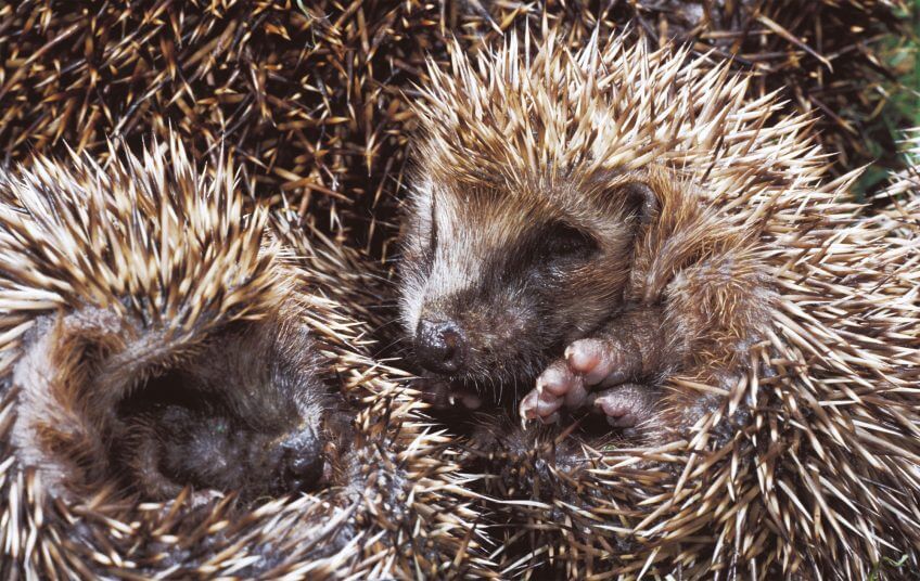 Hérissons, visiteurs du soir, vie de famille - La Salamandre