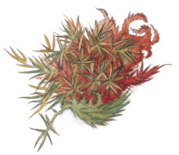 L’herboriste au pinceau, aquarelles - La Salamandre mousse