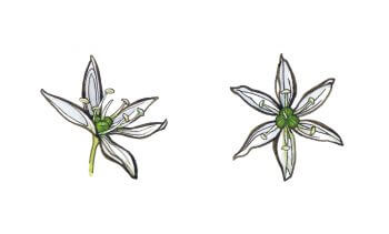 L’herboriste au pinceau, aquarelles - La Salamandre fleur