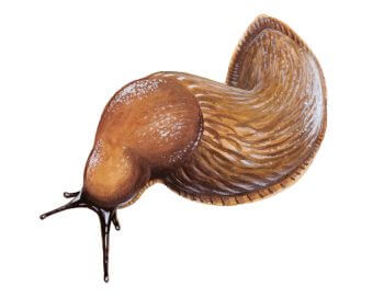 Service de nuit pour le hérisson - La Salamandre dessin