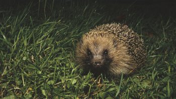 L'univers sensoriel du hérisson est dominé par sa perception des sons, des ofeurs et des vibrations du sol. L'univers sensoriel du hérisson est dominé par sa perception des sons, des ofeurs et des vibrations du sol.