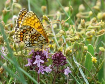 Mélitée des linaires / © Jean-Philippe Paul