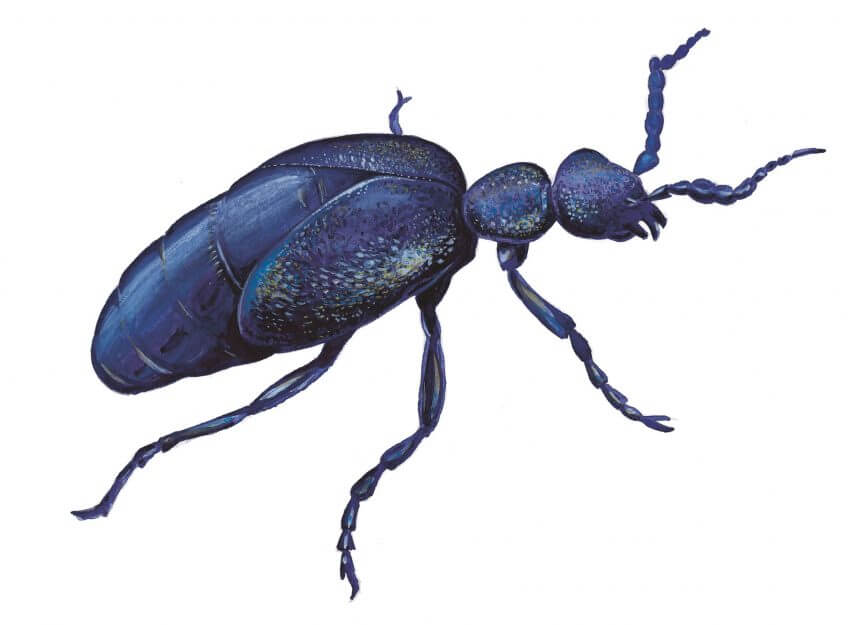 Service de nuit pour le hérisson - La Salamandre dessin