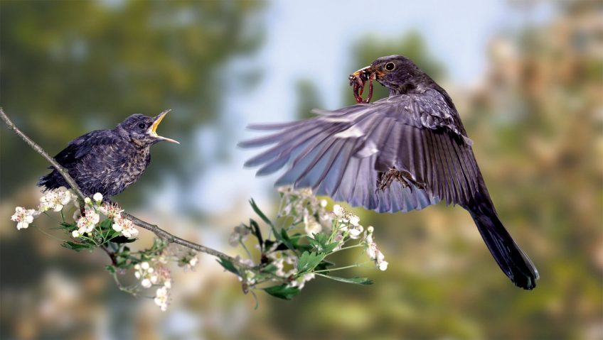 Pourquoi les oisillons quittent-ils leur nid ? - La Salamandre merle noir envol plume verre