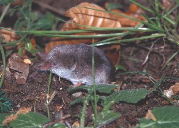 Service de nuit pour le hérisson - La Salamandre