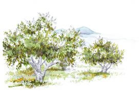 Oliviers / © Pascaline Bossu