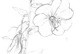 Onagre / © Maeva Arnold