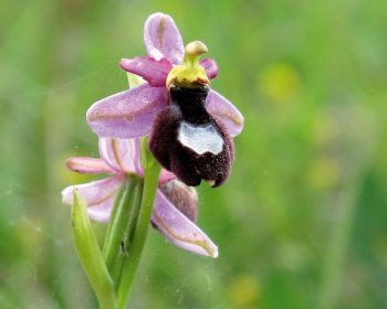 Ophrys de la Drôme / © Jean-Philippe Paul