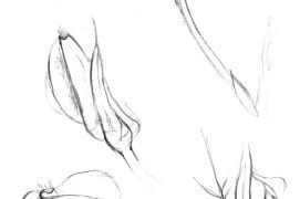 Quand la belle de nuit se déploie. / © Maeva Arnold