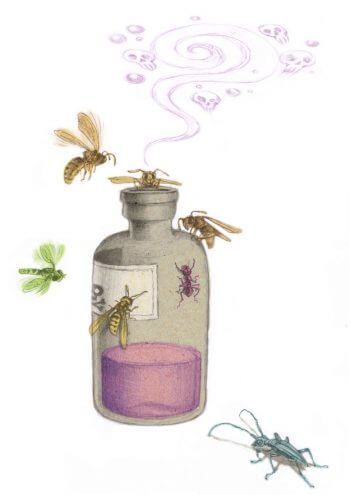 Stop aux piégeages printaniers des frelons asiatiques - La Salamandre dessin