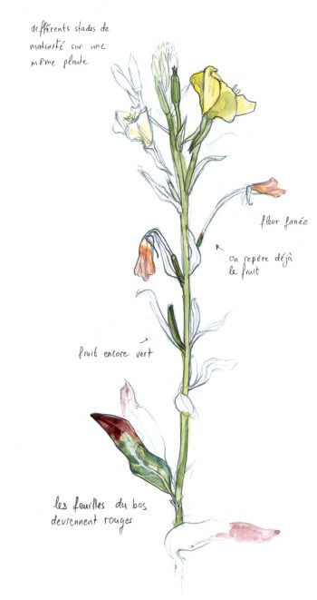 Sur une même plante, fleurs, fruits et feuilles avec des stades de maturité différents. Rencard avec la belle de nuit, l'onagre - La Salamandre dessin
