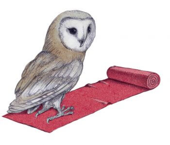 Tapis rouge et accueil pour les chouettes - La Salamandre dessin chouette