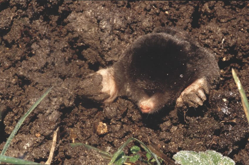 Service de nuit pour le hérisson - La Salamandre