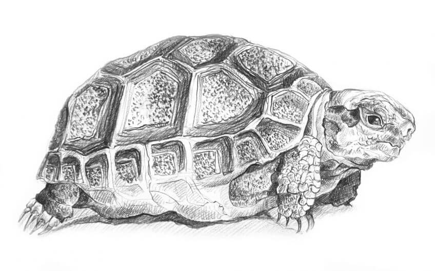 dessin tortue Reportage dans l'oliveraie Au domaine des Trois Tortues - La Salamandre