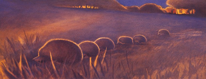 Un mois après leur naissance, les petits trottent derrière leur mère.  Hérissons, visiteurs du soir, vie de famille - La Salamandre