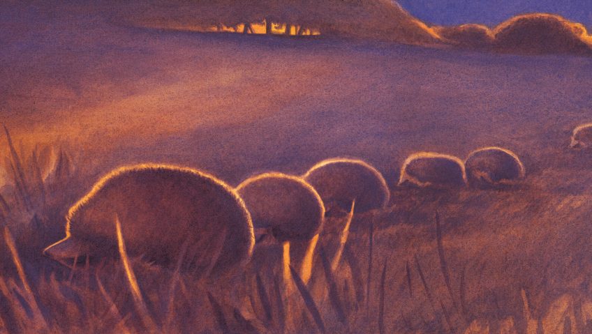 Hérissons, visiteurs du soir, vie de famille - La Salamandre