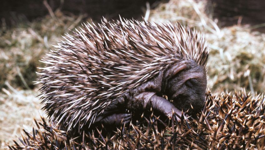 Un petit hérisson sur le dos de sa mère Hérissons, visiteurs du soir, vie de famille - La Salamandre