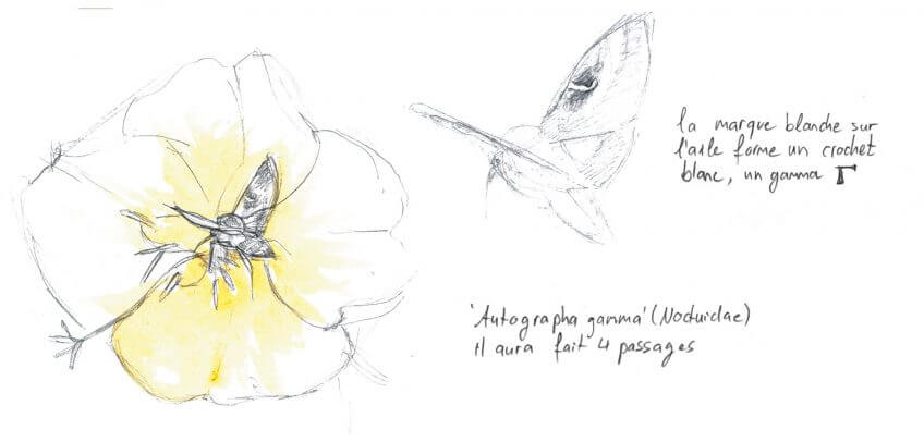 Un visiteur de l'onagre, la noctuelle Autographa gamma. Rencard avec la belle de nuit, l'onagre - La Salamandre dessin