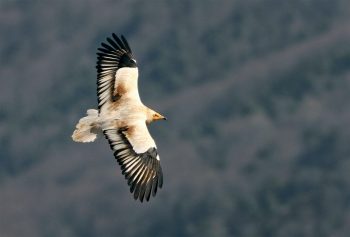 Vautour percnoptère / © Gérard Grassi