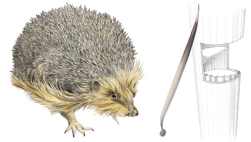 Coup de boule de hérisson - La Salamandre