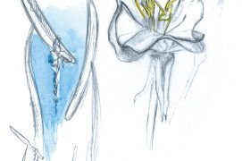 Zoom sur les filaments de l'onagre / © Maeva Arnold