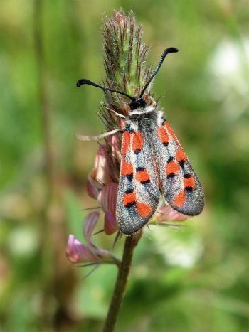 Zygène de l’Esparcette / © Jean-Philippe Paul