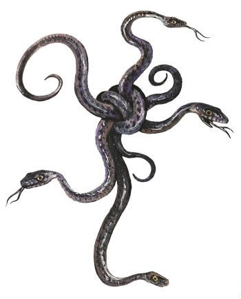 5 vérités sur les mythes autour des serpents - La Salamandre