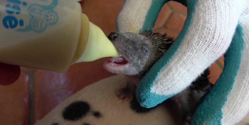 SOS bébé hérisson - La Salamandre