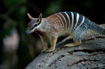 Numbat Immense clôture contre les chats en Australie - La Salamandre