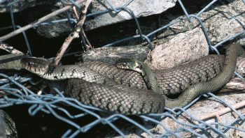 Accouplement de couleuvres à collier. Les femelles sont en âge de se reproduire à partir de 4 ans, les mâles dès 3 ans.