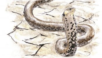 Acculée, la couleuvre à collier peut prendre une attitude menaçante.