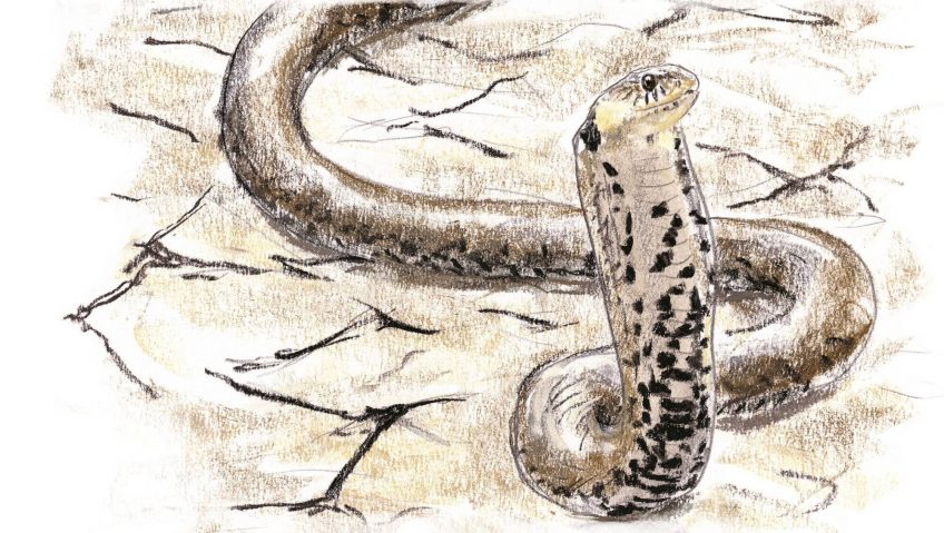 La couleuvre, reine du bluff - La Salamandre