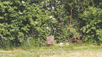 Avec peu, un jardin peut devenir un paradis à hérissons.  Avec peu, un jardin peut devenir un paradis à hérissons.