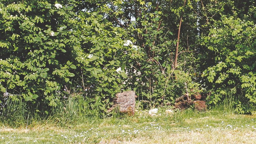 8 règles d’or pour un jardin à hérisson - La Salamandre