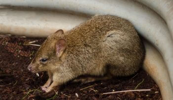 Bettongie à queue touffue  / © Dilettantiquity