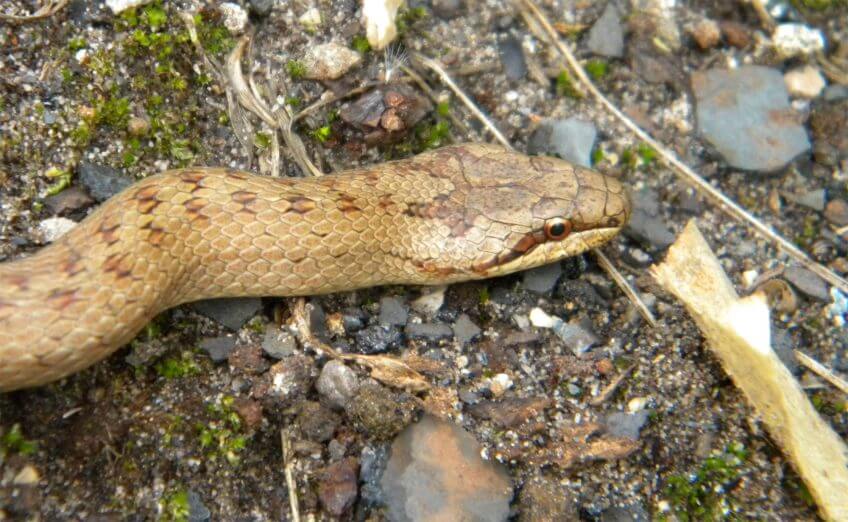 Hypothèse à dormir debout  sur la couleuvre à collier - La Salamandre coronelle lisse