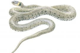 Couleuvre à collier / © Jean Chevallier