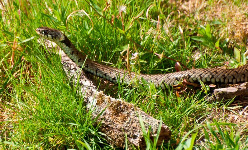 Couleuvre à collier Rencontre au bord de l’eau avec la couleuvre - La Salamandre